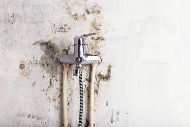 Best Insurance-Related Mold Remediation in Eutaw, AL