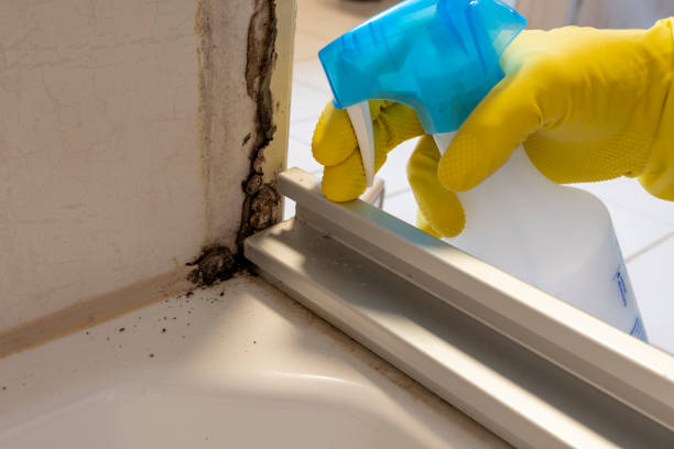 Best Post-Flood Mold Remediation in Eutaw, AL