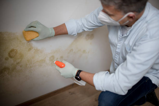 Best Post-Flood Mold Remediation in Eutaw, AL